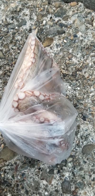 狙いが釣れずも嬉しい外道