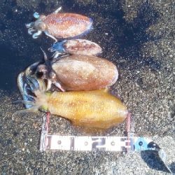 春を迎えられた