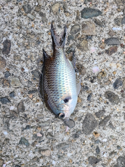 小物釣り