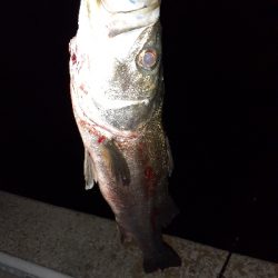 バチ抜けシーバス