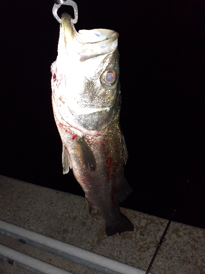 バチ抜けシーバス