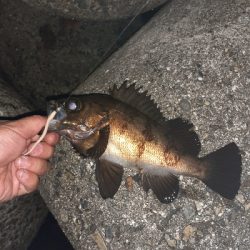 連日メバリング