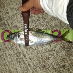 アジングシーズン到来？