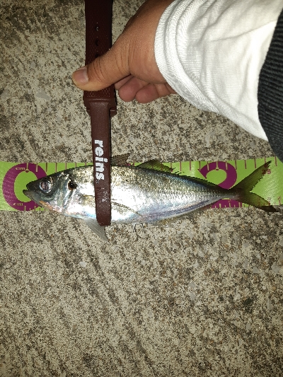 アジングシーズン到来？