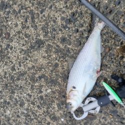 潮目を狙ってライトショアジギ!