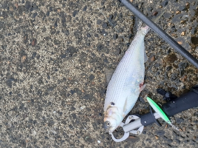 潮目を狙ってライトショアジギ!