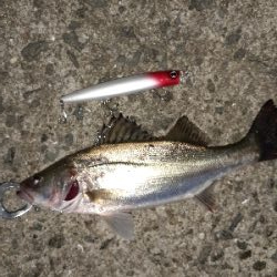 シーバスの赤ちゃん