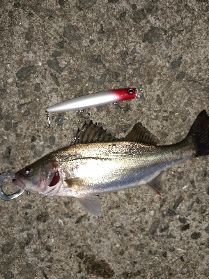 シーバスの赤ちゃん