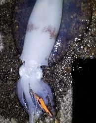 春風以外に3杯 御坊のポテンシャル