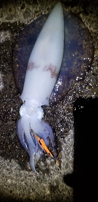 春風以外に3杯 御坊のポテンシャル