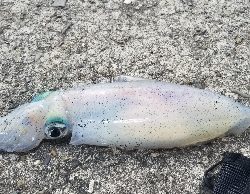 エギングからのキス釣り