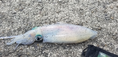 エギングからのキス釣り