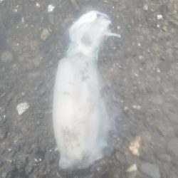 エギング　釣果はまぁまぁかな。