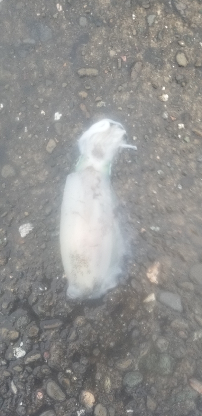 エギング　釣果はまぁまぁかな。