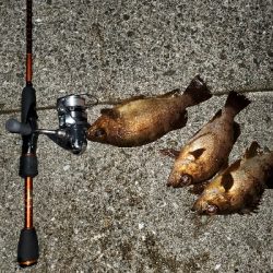 メバル大当たり