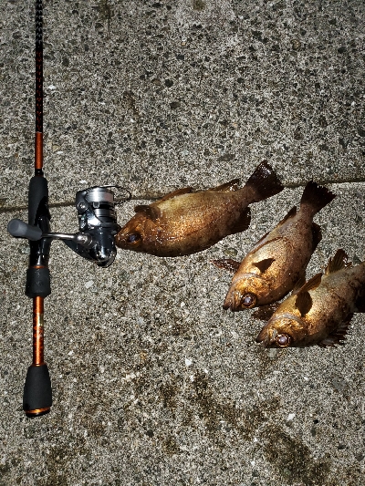 メバル大当たり