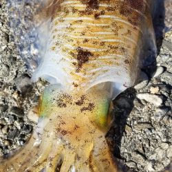 デイエギング　好調文句なし