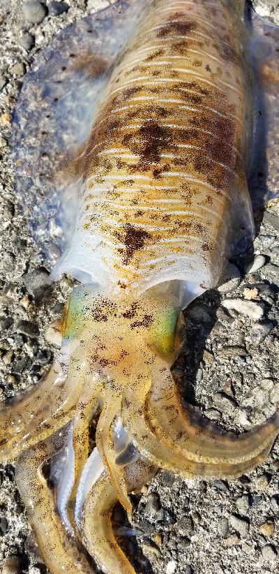 デイエギング　好調文句なし