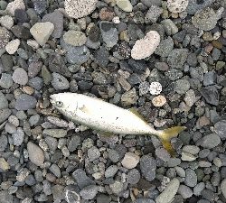 ショアジギング