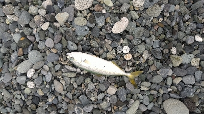 ショアジギング