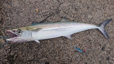 アメニモマケズ