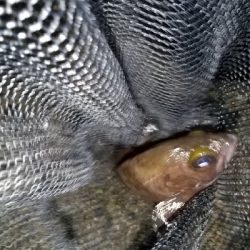 やっと釣れました