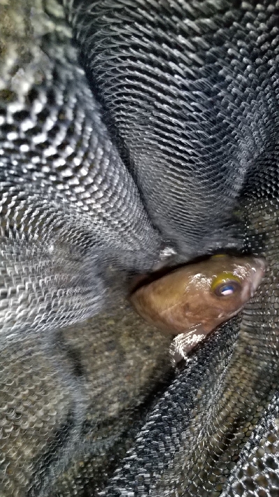 やっと釣れました