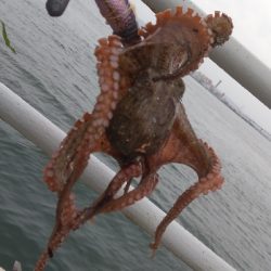 今年はタコがエエかも？
