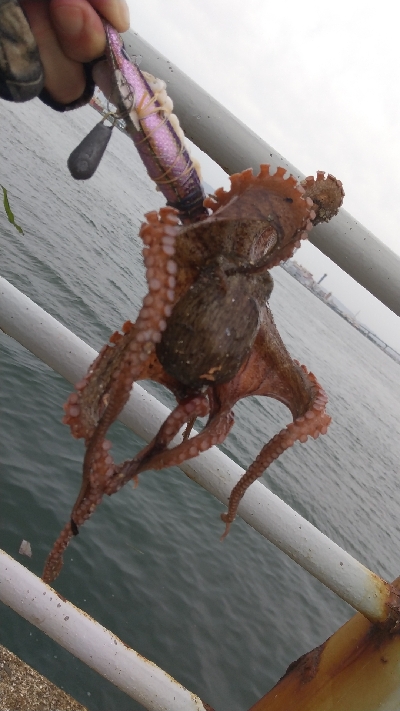 今年はタコがエエかも？