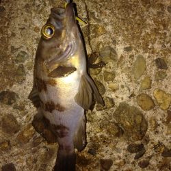 岸際メバリング