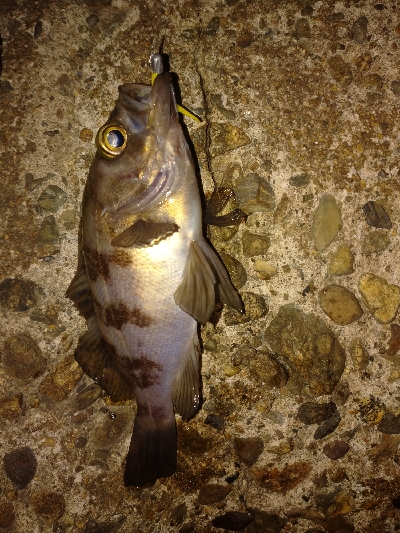 岸際メバリング