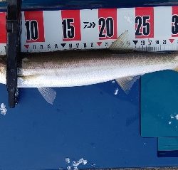 まさかの場所でまさかのカマス