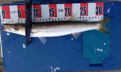 まさかの場所でまさかのカマス