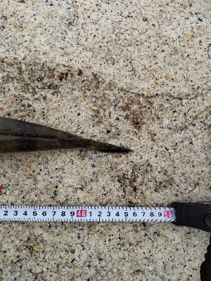 フラットフィッシュゲーム