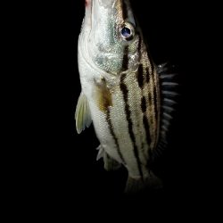 シーバスからのフラットフィッシュ