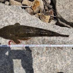 フラットフィッシュゲームNo.2