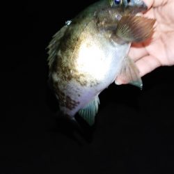 少し苦手なフロート