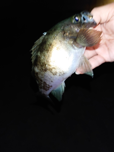 少し苦手なフロート