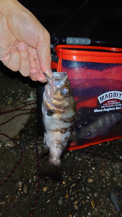 干潮メバリング