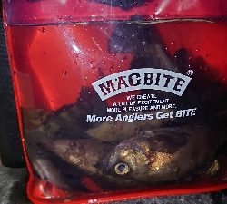 青イソメでメバル釣り