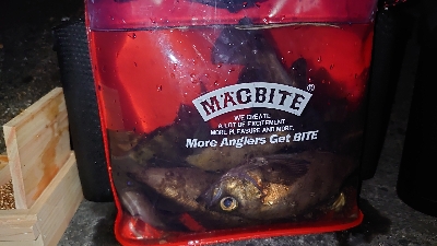 青イソメでメバル釣り