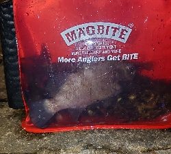 メバルもそろそろ終わり？