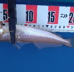 キス釣り調査へ