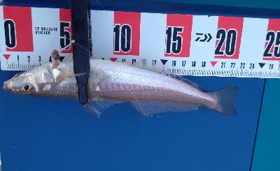 キス釣り調査へ