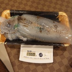 和歌山エギング