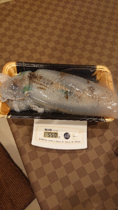 和歌山エギング