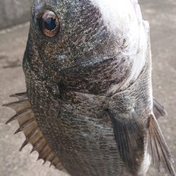 由良紀州釣り