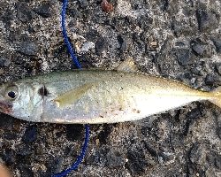 シーバスルアーにアジ