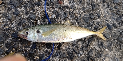 シーバスルアーにアジ