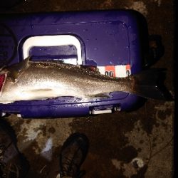 メバリングのはずが